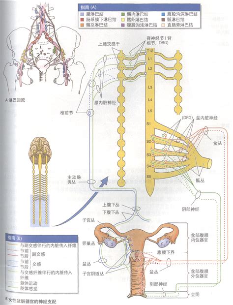 女人生殖器|解剖学高清图谱 女性生殖系统